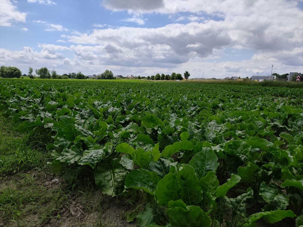 Działka przemysłowa 13 960 m² pod inwestycję w Buk Buk, Buk działka przemysłowa  13 960m2 Foto 1