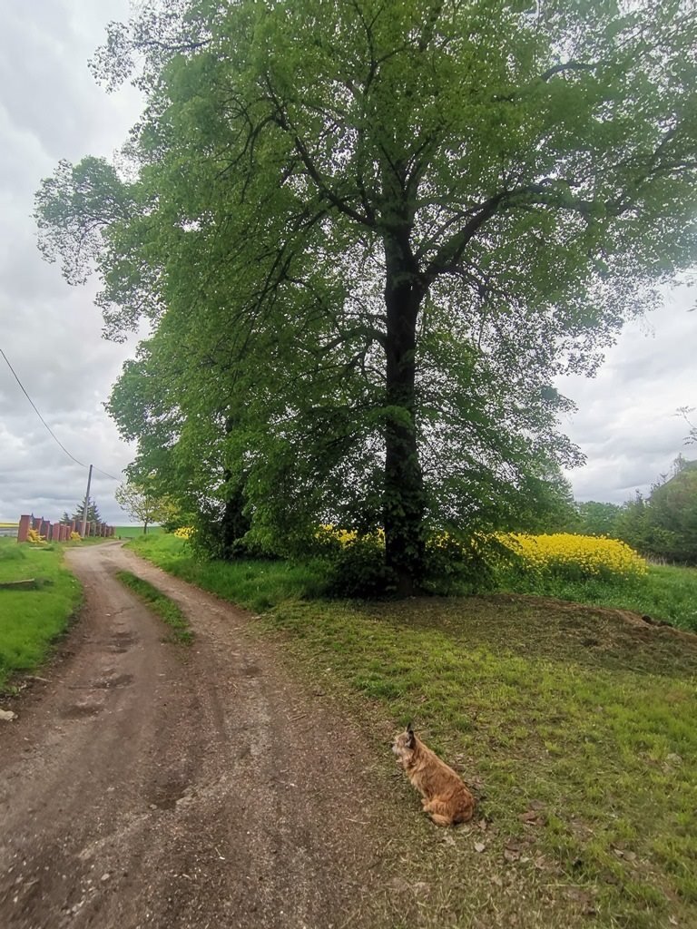 Działka budowlana na sprzedaż Jędrzychowice  1 960m2 Foto 17