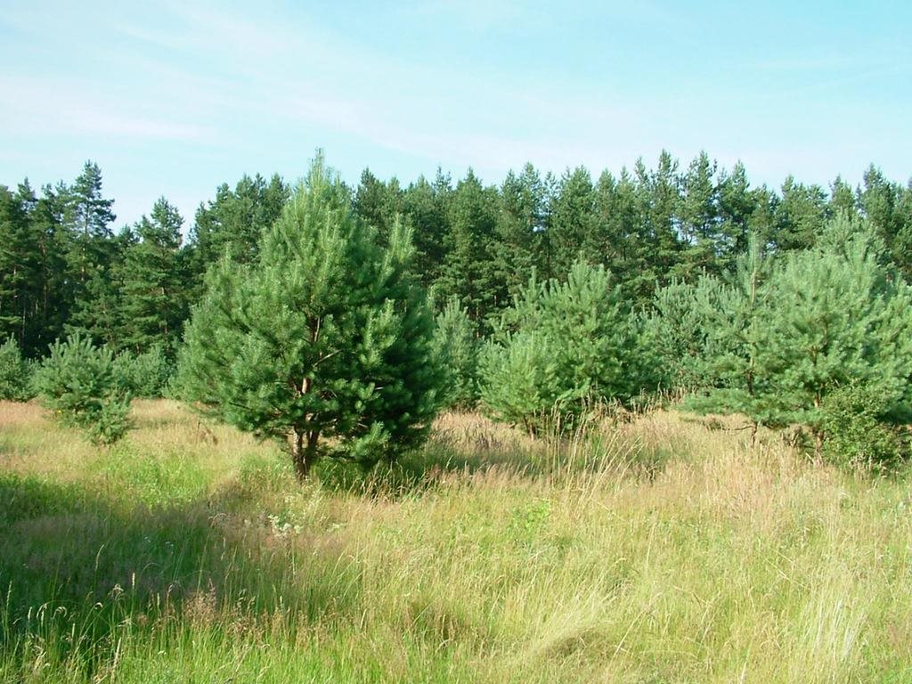 Działka budowlana na sprzedaż Dzisna  12 184m2 Foto 4