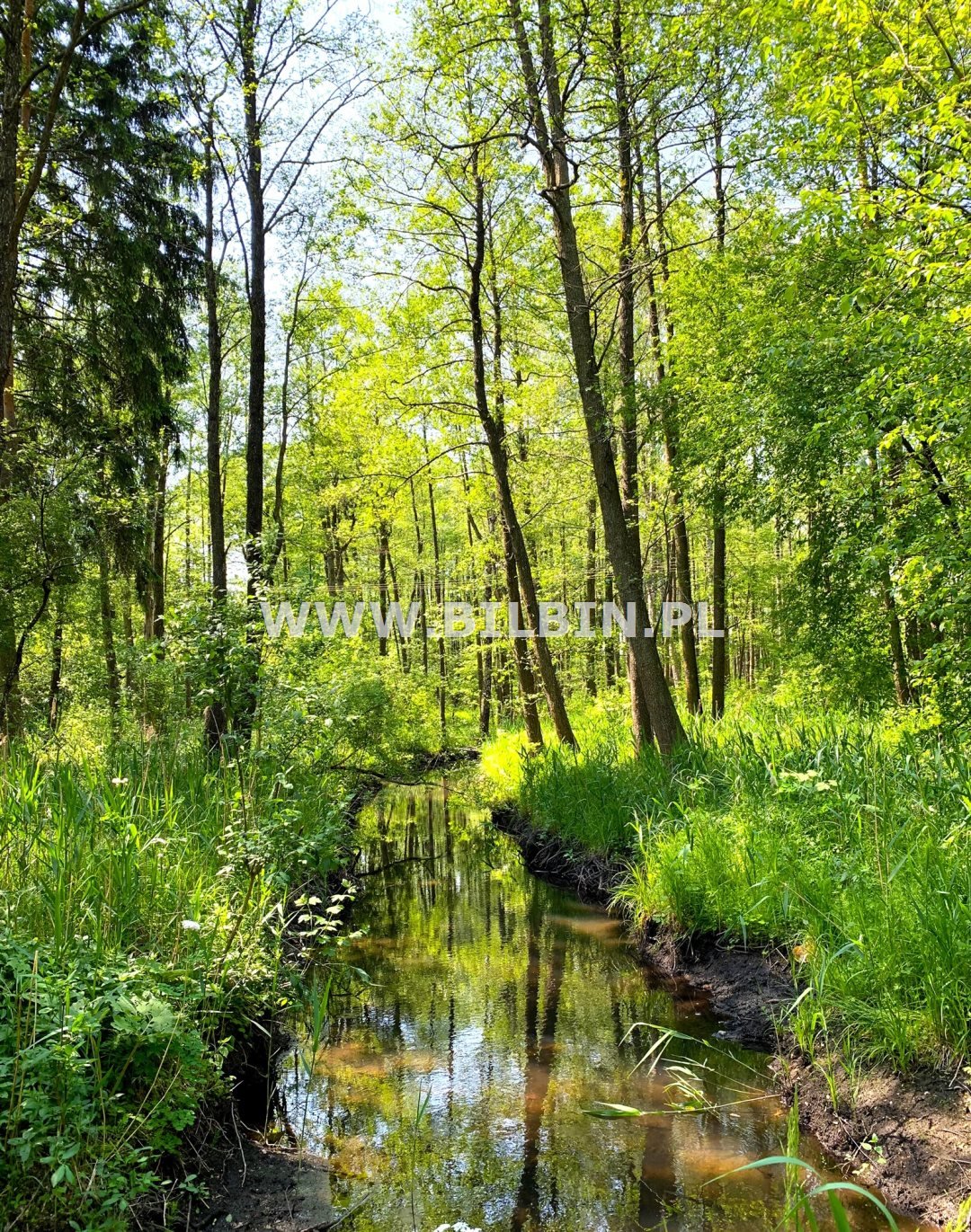 Działka rolna na sprzedaż Suwałki, Okuniowiec  3 000m2 Foto 3