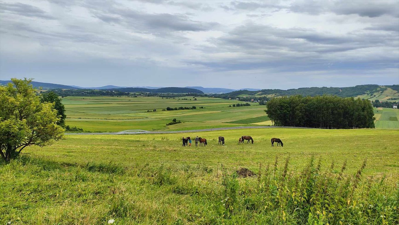 Działka budowlana na sprzedaż Prusiek  2 500m2 Foto 4