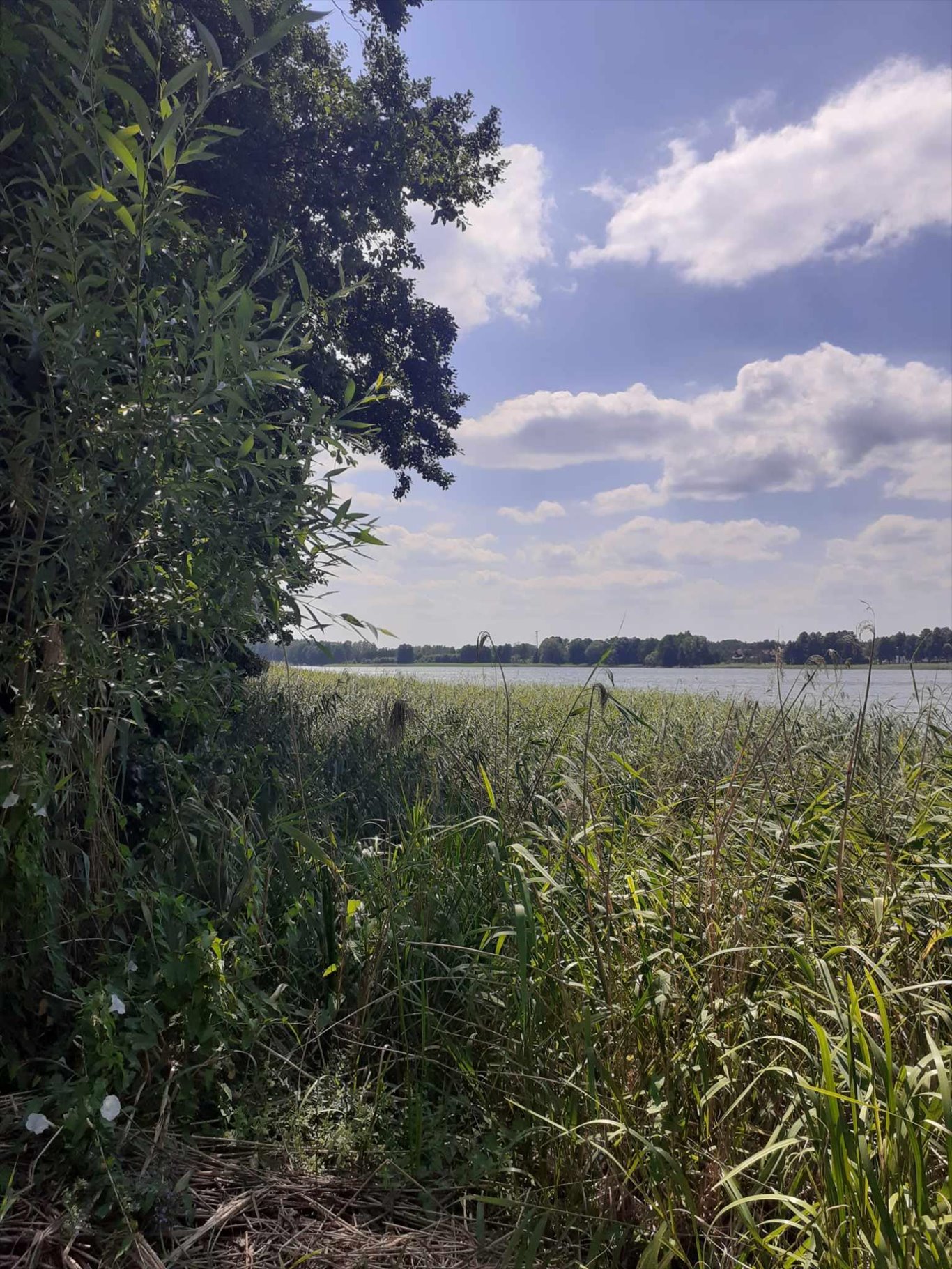 Działka budowlana na sprzedaż Pasym, Polna  1 390m2 Foto 7