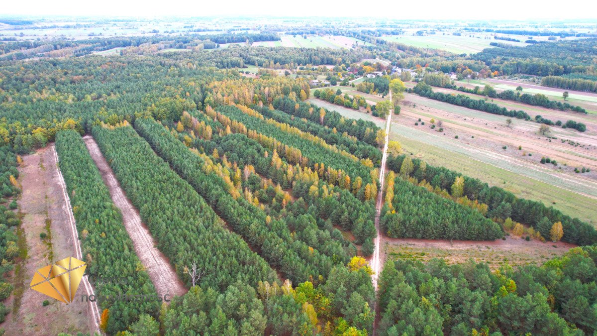 Działka leśna na sprzedaż Stary Antonin  6 058m2 Foto 3