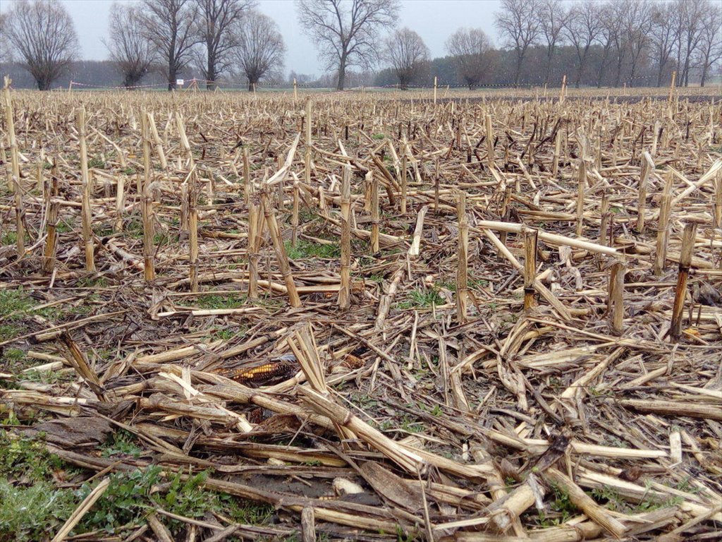 Działka budowlana na sprzedaż Kłecko, Gorzuchowo  1 540m2 Foto 14