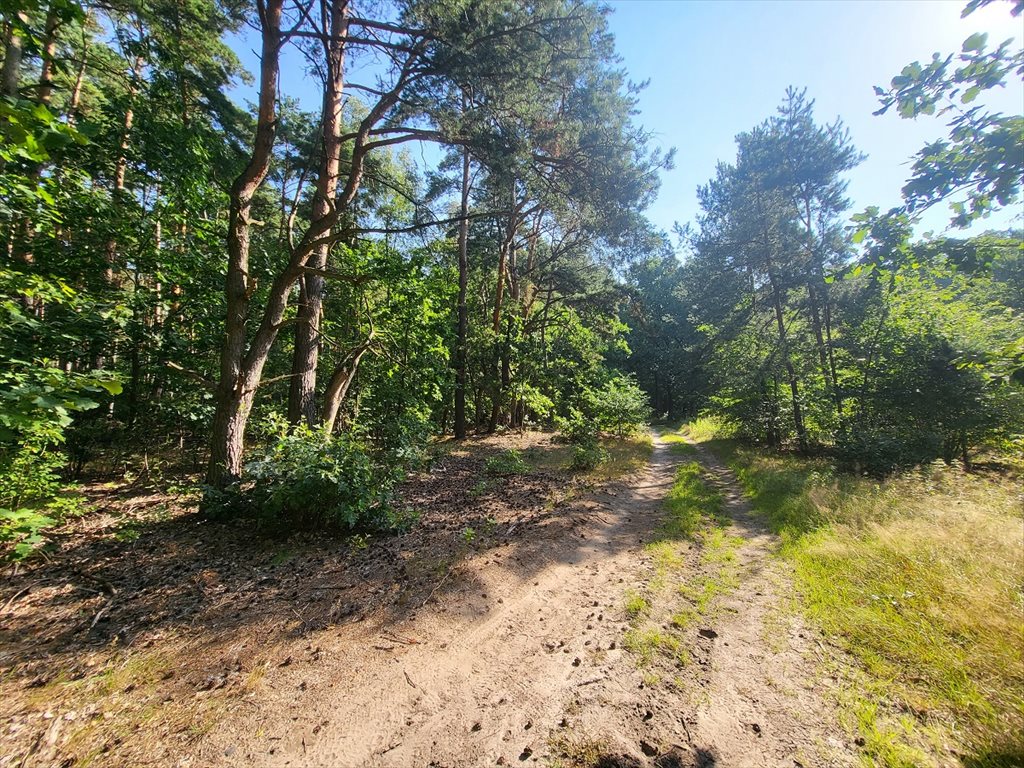 Działka leśna na sprzedaż Borzęcin Duży  3 300m2 Foto 3