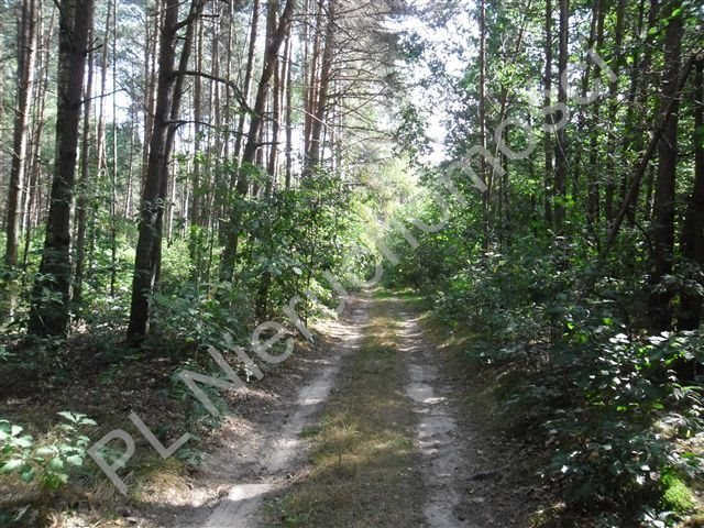 Działka leśna na sprzedaż Kałuszyn  21 100m2 Foto 2