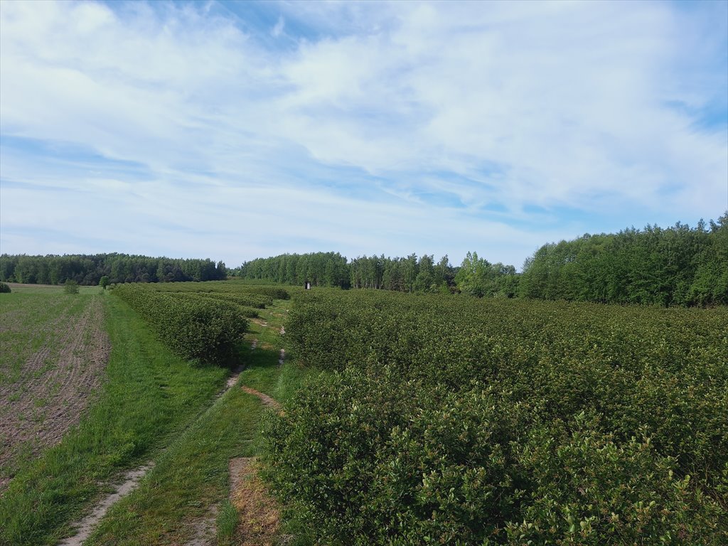 Działka rolna na sprzedaż Kowiesy, Pękoszew, Pękoszew  29 500m2 Foto 7