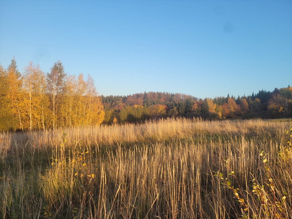 Działka rekreacyjna na sprzedaż Szymbark  3 000m2 Foto 7