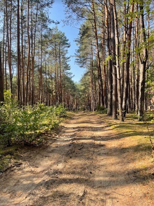 Dom na sprzedaż Łosie  30m2 Foto 3