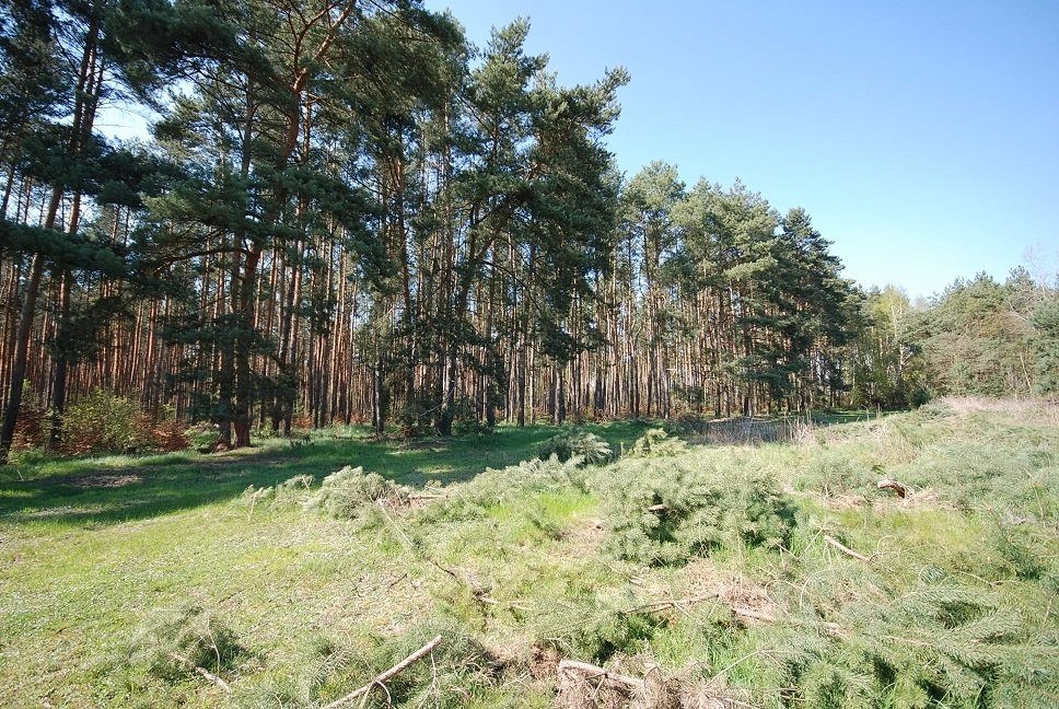 Działka budowlana na sprzedaż Grodzanów  1 000m2 Foto 1