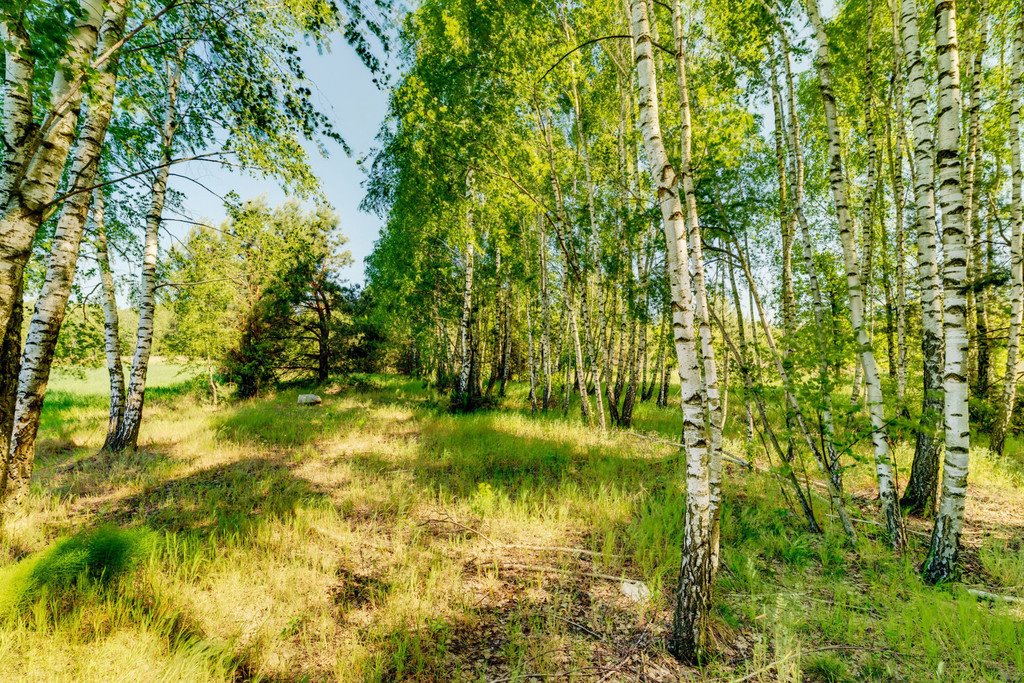 Działka budowlana na sprzedaż Majdan  3 000m2 Foto 11