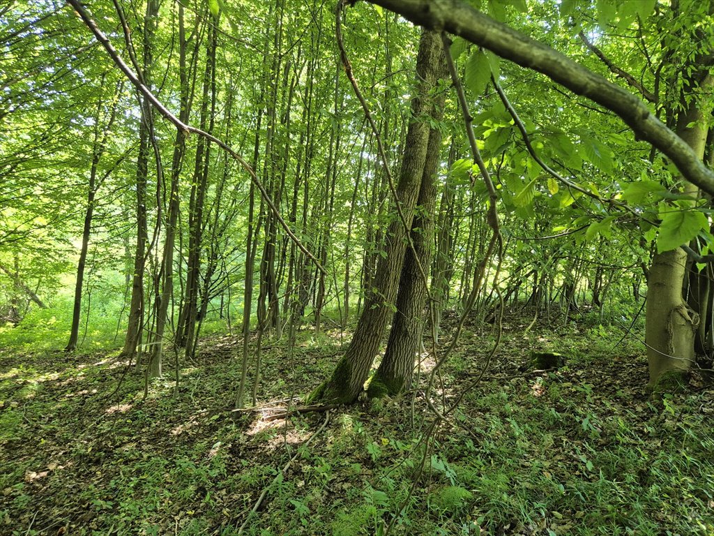 Działka rolna na sprzedaż Golcowa  8 051m2 Foto 13