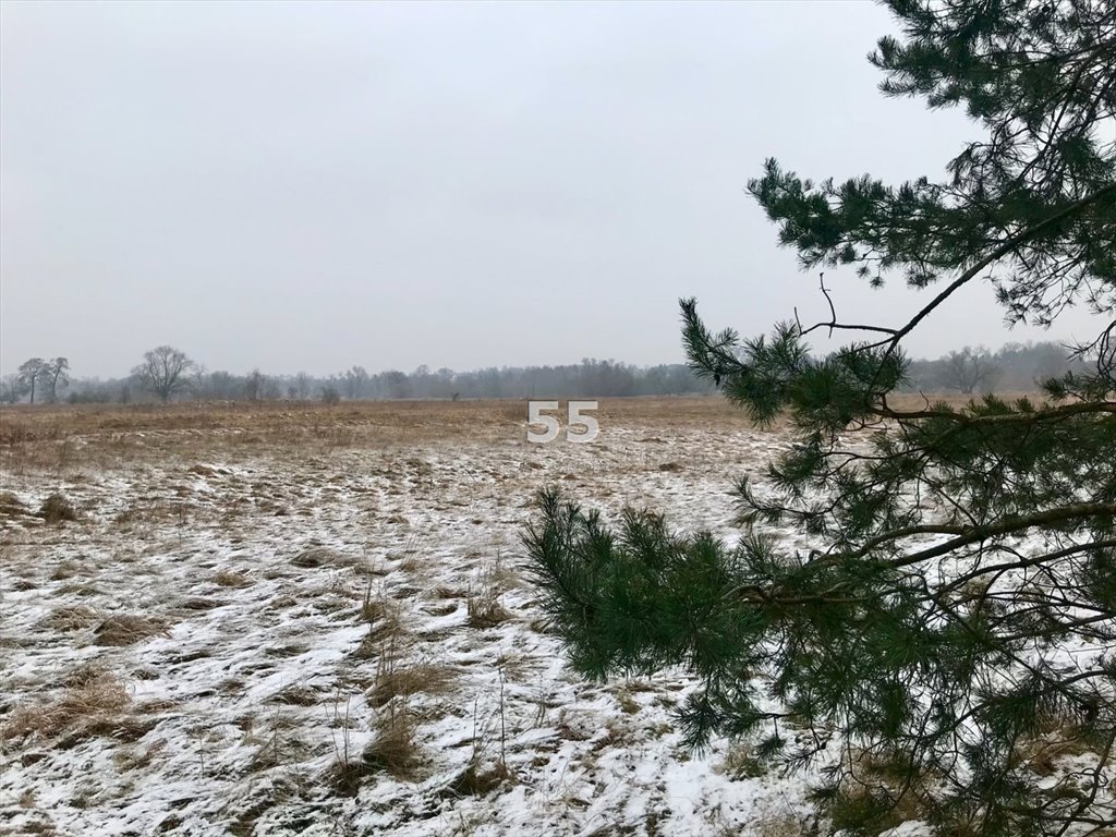 Działka leśna na sprzedaż Konstantynów Łódzki, Bechcice  8 690m2 Foto 5