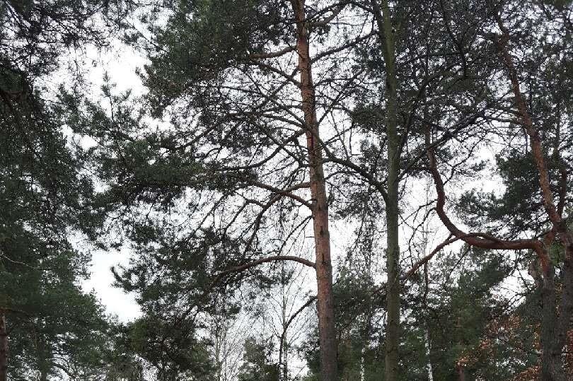 Działka 1677 m² z sosnami, media, Józefów Józefów  1 677m2 Foto 1