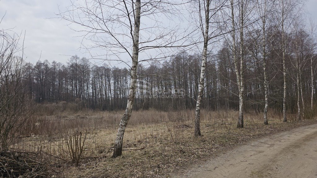 Działka rolna na sprzedaż Rogojny  3 000m2 Foto 3