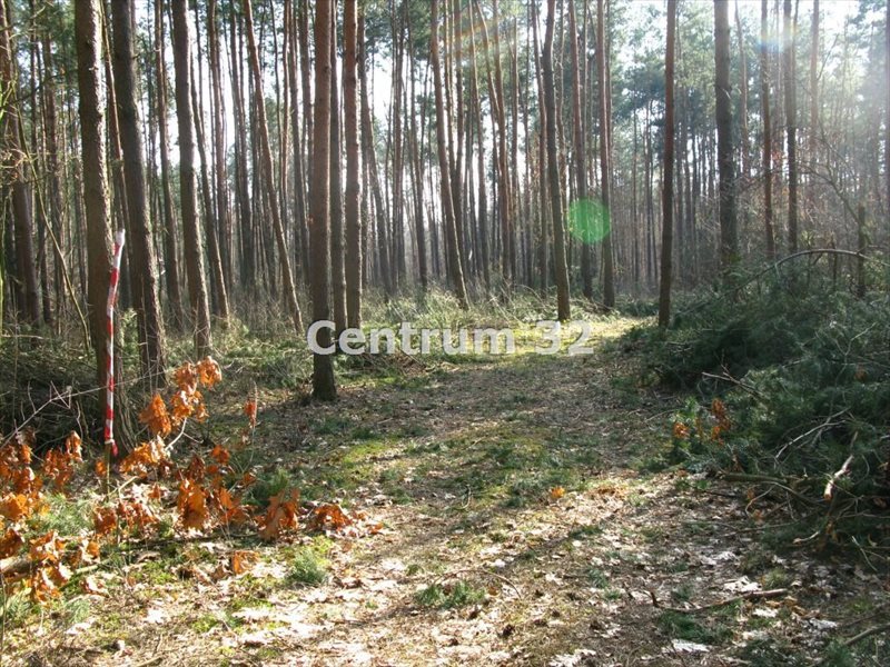 Działka budowlana na sprzedaż Siestrzeń  11 500m2 Foto 2