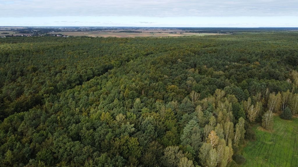 Działka leśna na sprzedaż Cieplice  10 300m2 Foto 6