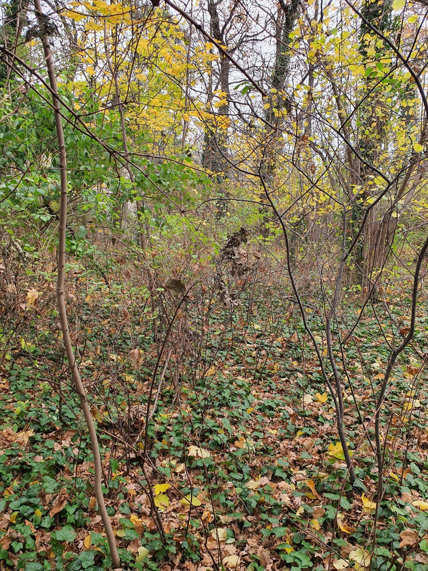 Działka budowlana na sprzedaż Milanówek, Milanówek  2 500m2 Foto 9