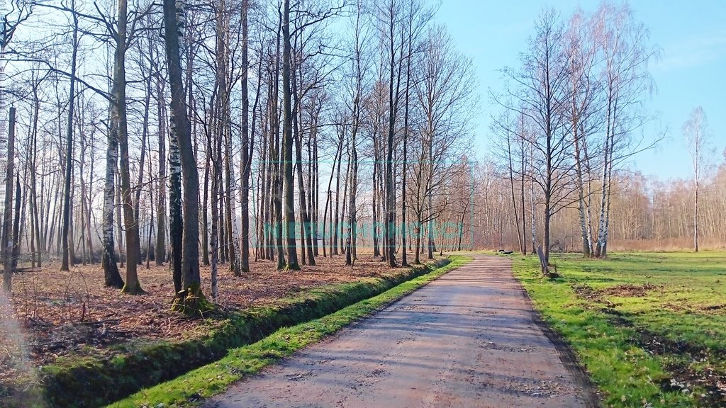 Działka leśna z prawem budowy na sprzedaż Jaktorów  8 700m2 Foto 4