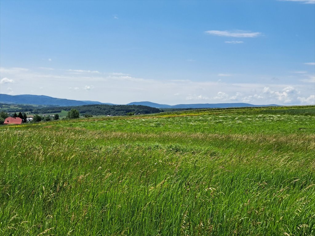 Działka leśna na sprzedaż Podniebyle  6 089m2 Foto 15