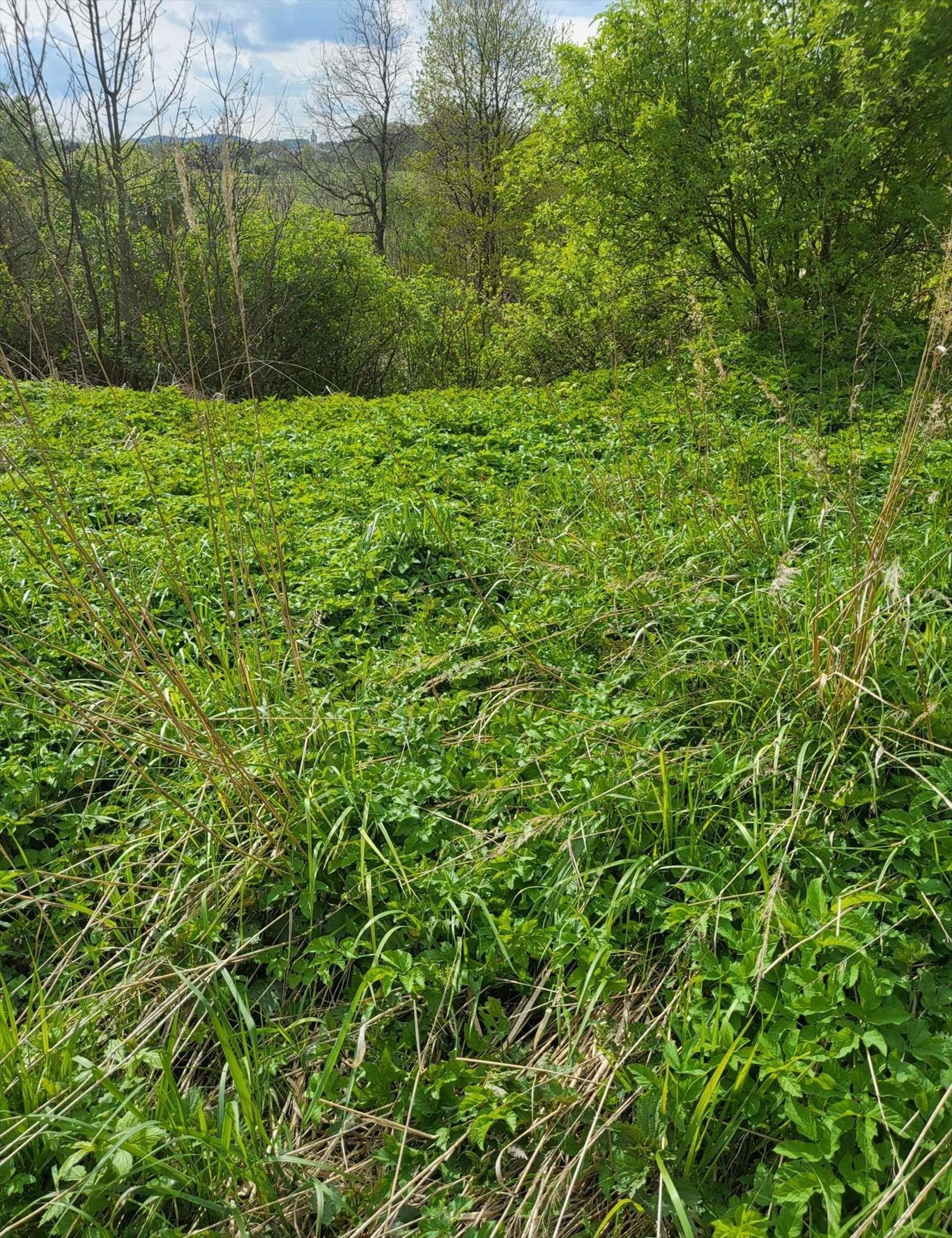 Działka budowlana na sprzedaż Kaszów  5 000m2 Foto 2