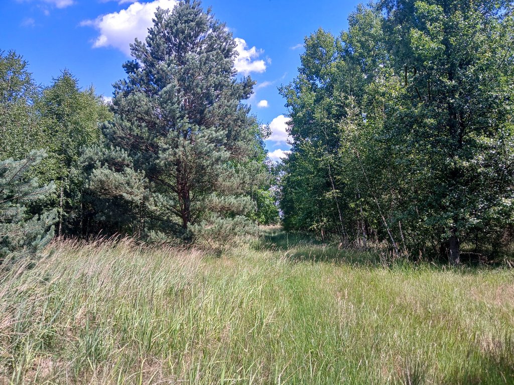 Działka budowlana na sprzedaż Iwno  22 800m2 Foto 5