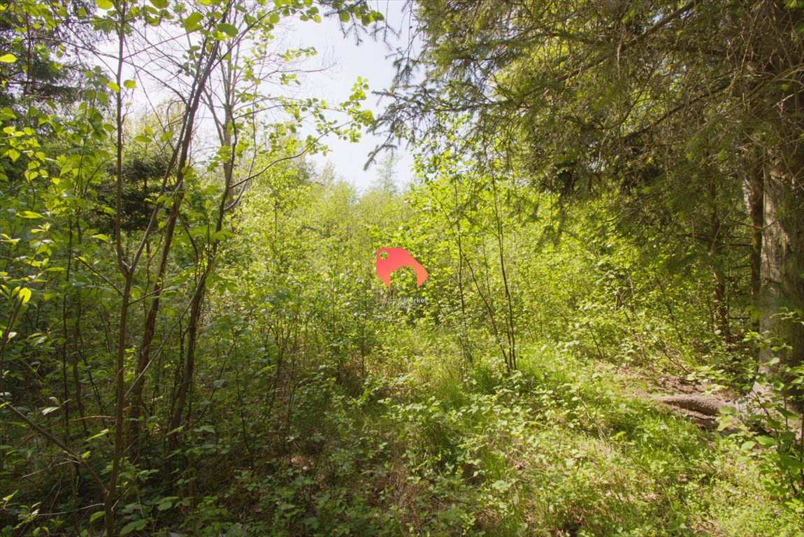 Działka leśna na sprzedaż Przydwórz  5 600m2 Foto 8