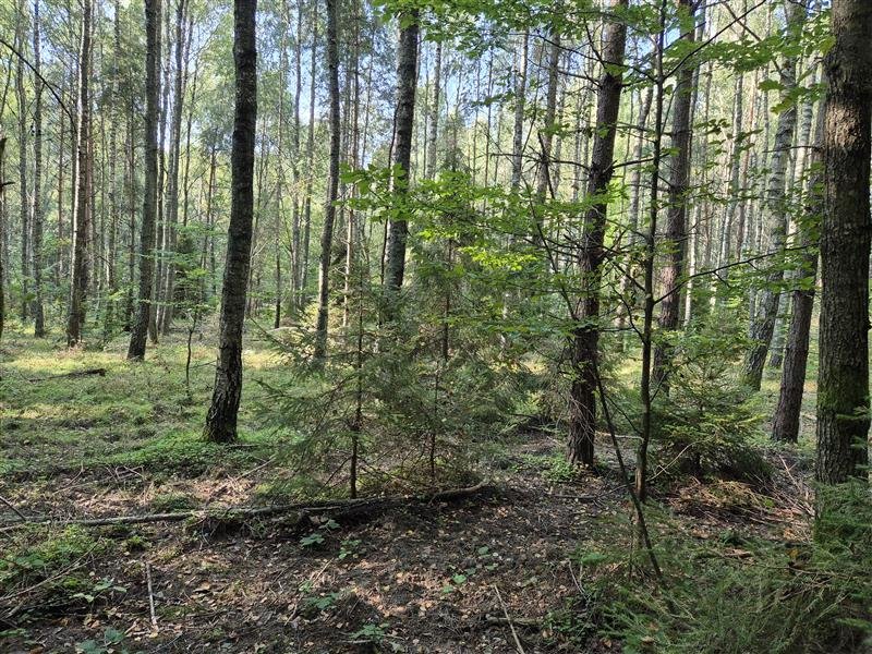 Działka budowlana na sprzedaż Sopieszyno, Leśna  44 000m2 Foto 3