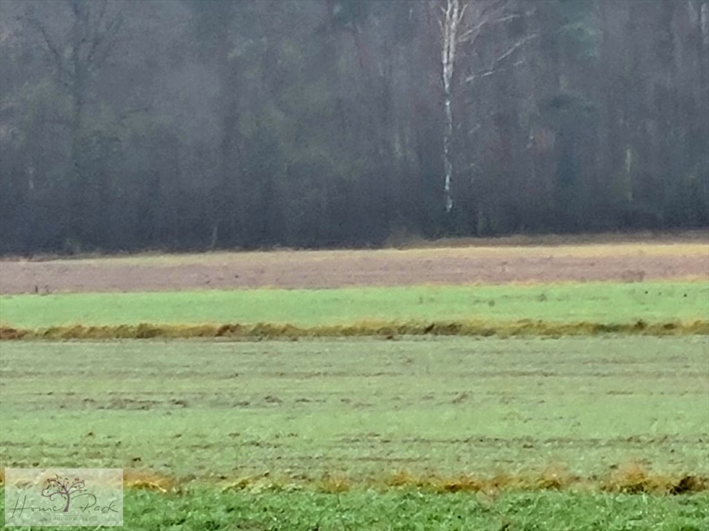 Działka budowlana na sprzedaż Gajówka, Gajówka  4 500m2 Foto 17