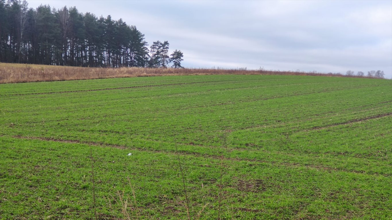 Działka rolna na sprzedaż Kuleszewo  26 163m2 Foto 8