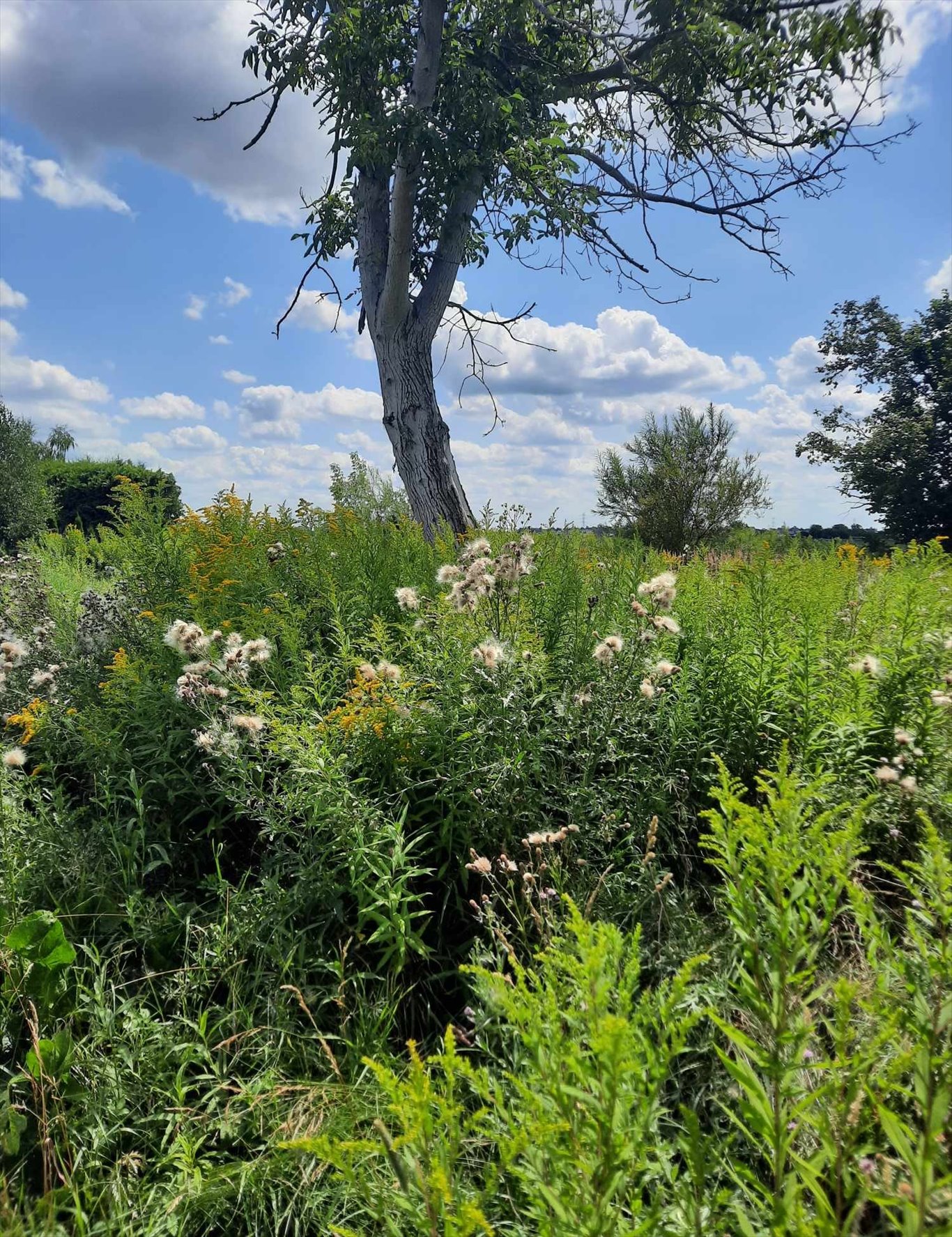 Działka budowlana na sprzedaż Wierzbin, Królowej Marysieńki  2 160m2 Foto 9