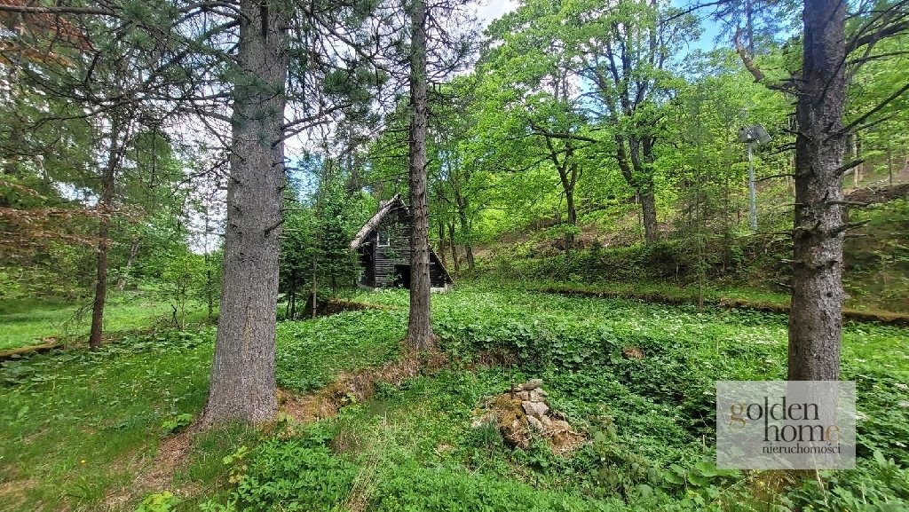 Działka inwestycyjna na sprzedaż Kletno, Śnieżnik Jaskinia Niedźwiedzia  19 400m2 Foto 5