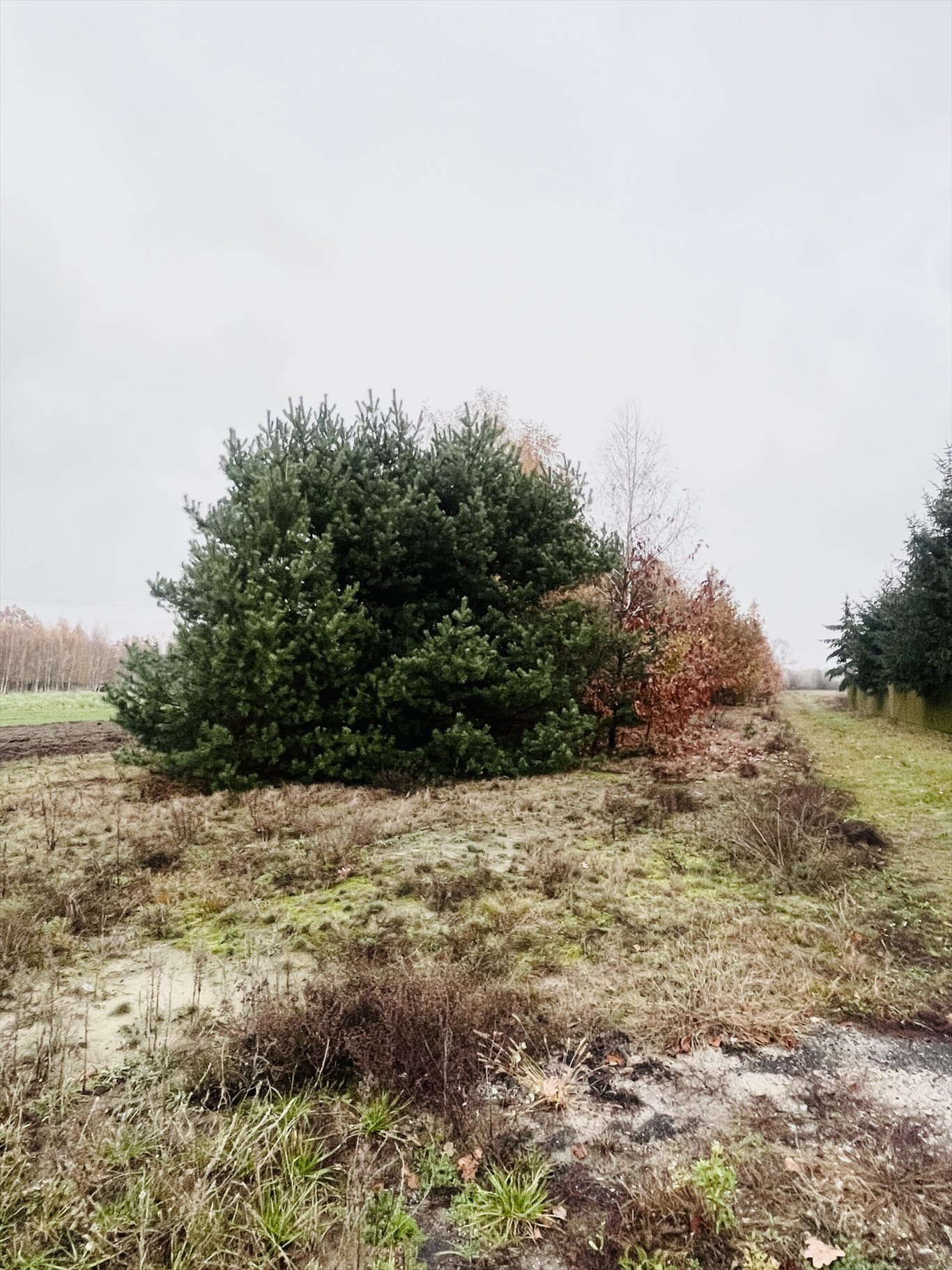 Działka budowlana na sprzedaż Rżyska  3 058m2 Foto 4