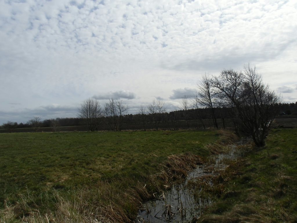 Działka rolna na sprzedaż Karwieńskie Błoto Pierwsze  16 200m2 Foto 3