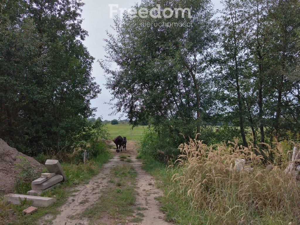 Działka rolna na sprzedaż Ostrówiec  5 600m2 Foto 9