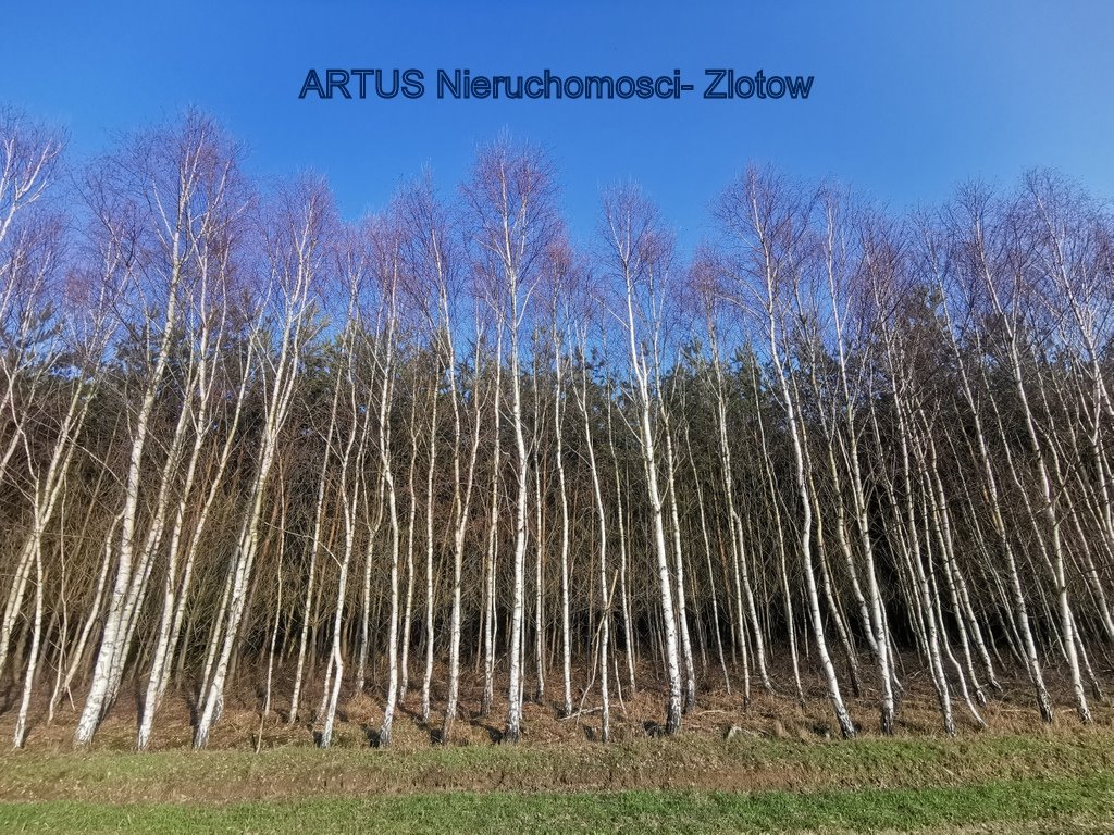 Las 1,89 ha w Czyżkowie - inwestycja i relaks, zapraszam Czyżkowo, Czyżkowo  18 900m2 Foto 1