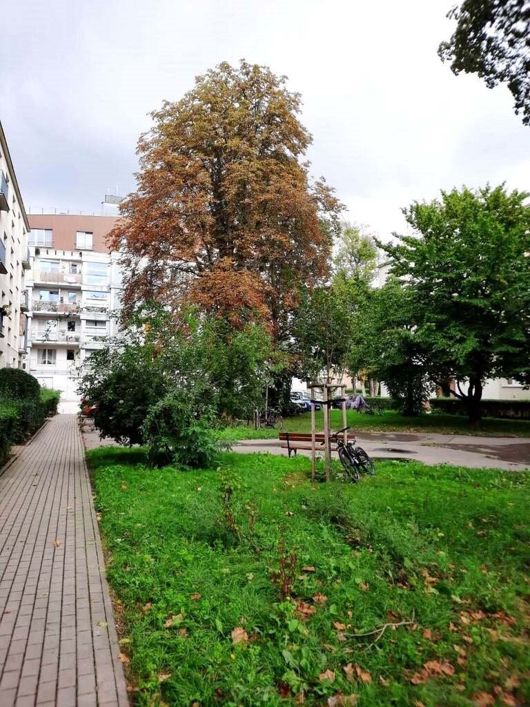 Sprzedam jasne 36 m² mieszkanie na Mokotowie z potencjałem: Warszawa Mokotów: Fryderyka Joliot-Curie