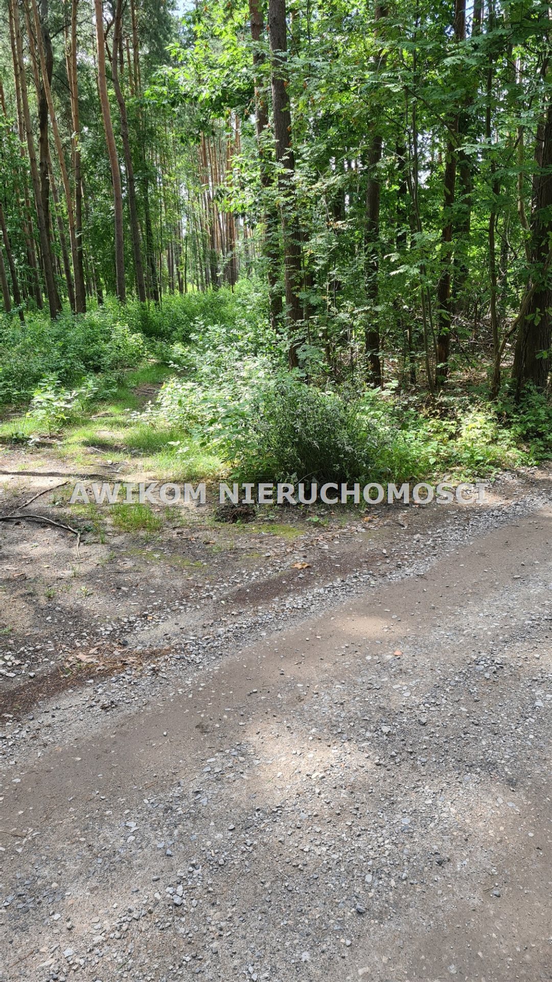 Działka leśna na sprzedaż Siestrzeń  11 500m2 Foto 2