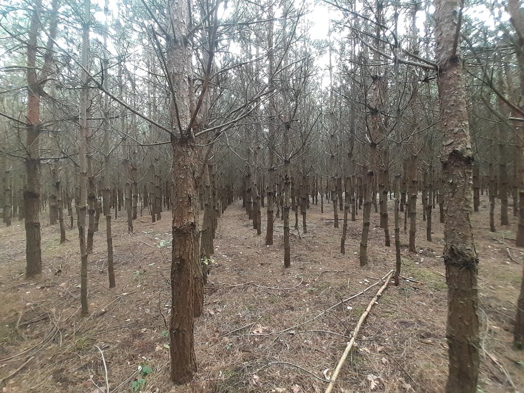 Działka leśna na sprzedaż Żołynia  34 700m2 Foto 5