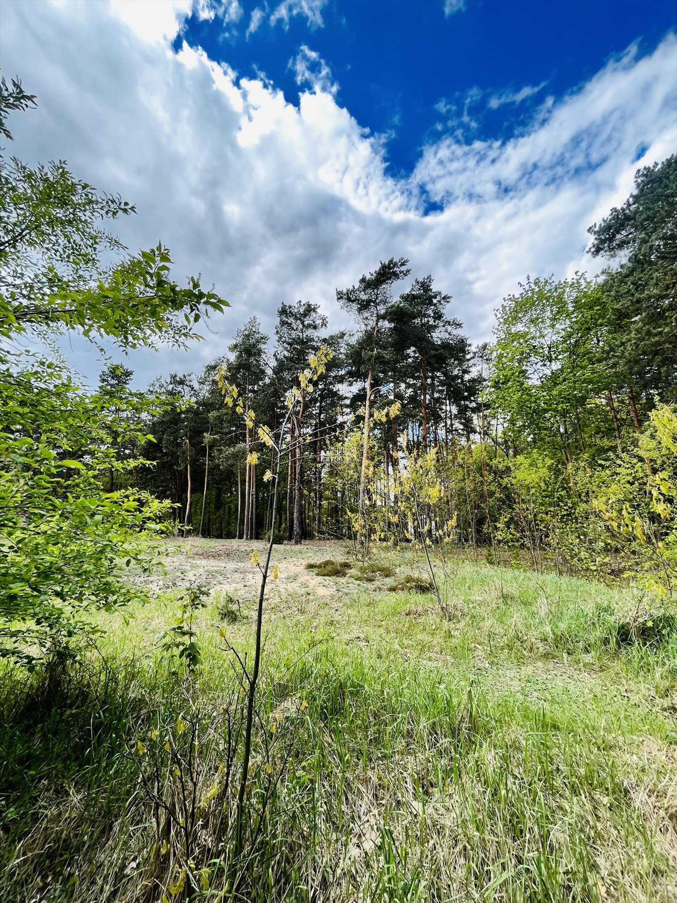 Działka inna na sprzedaż Wołomin, Orzechowa  2 000m2 Foto 10