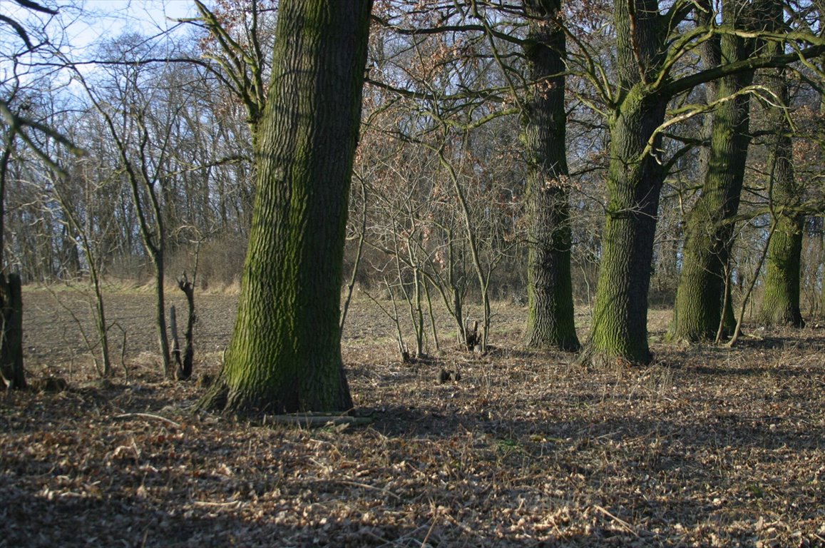 Lokal użytkowy na sprzedaż Wińsko  470 000m2 Foto 12