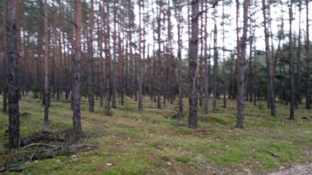 Działka leśna na sprzedaż Paulinów  149 300m2 Foto 4