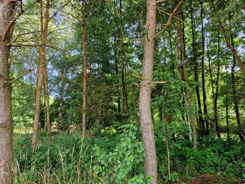 Działka rolna na sprzedaż Zaborów  5 300m2 Foto 5