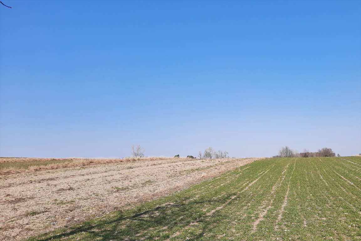 Działka budowlana na sprzedaż Godzianów  7 800m2 Foto 2