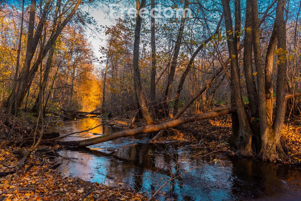 Działka budowlana na sprzedaż Kłodawa, Gdańska  4 251m2 Foto 5