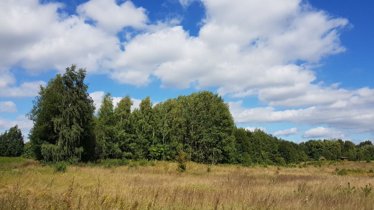 Działka budowlana na sprzedaż Dobki  2 500m2 Foto 5