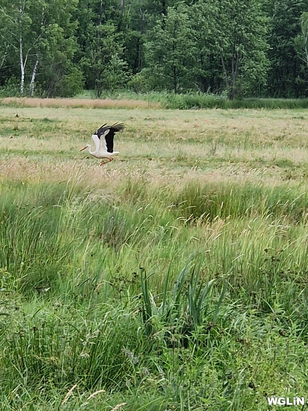 Urokliwa działka 2,09 ha z siedliskami i łąkami Jurki, Jurki  20 900m2 Foto 1