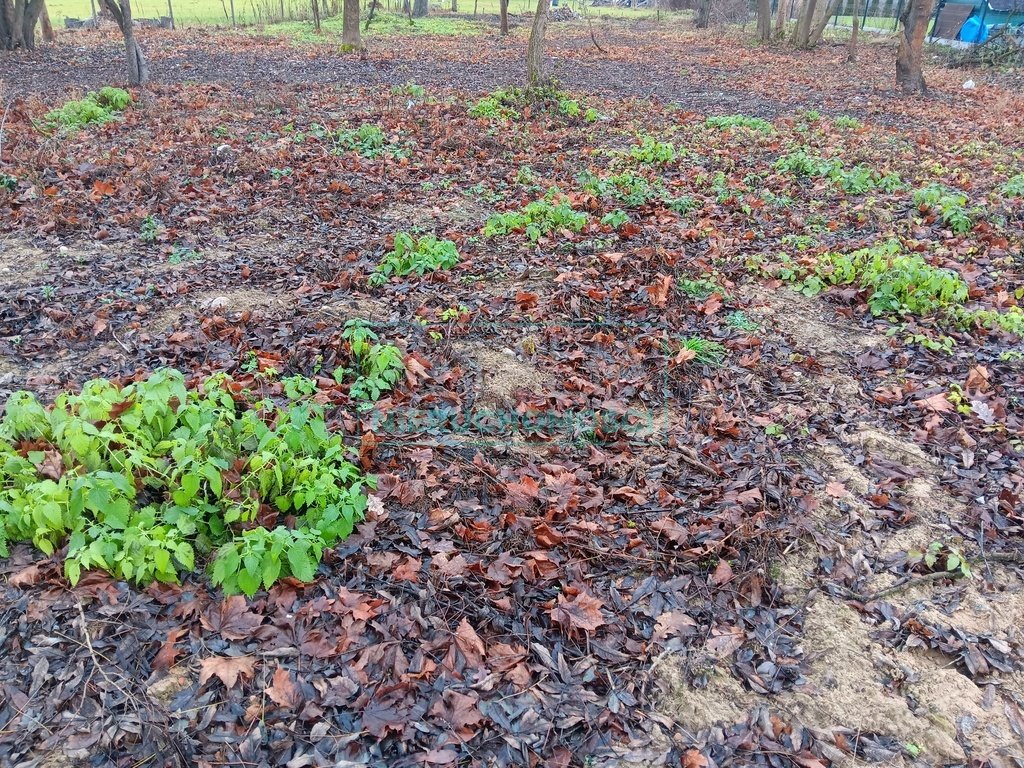 Działka budowlana na sprzedaż Terenia  1 782m2 Foto 5