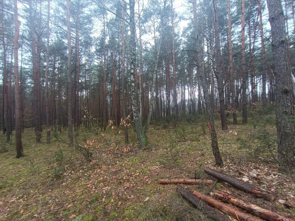 Działka leśna na sprzedaż Gorzakiew  27 000m2 Foto 19