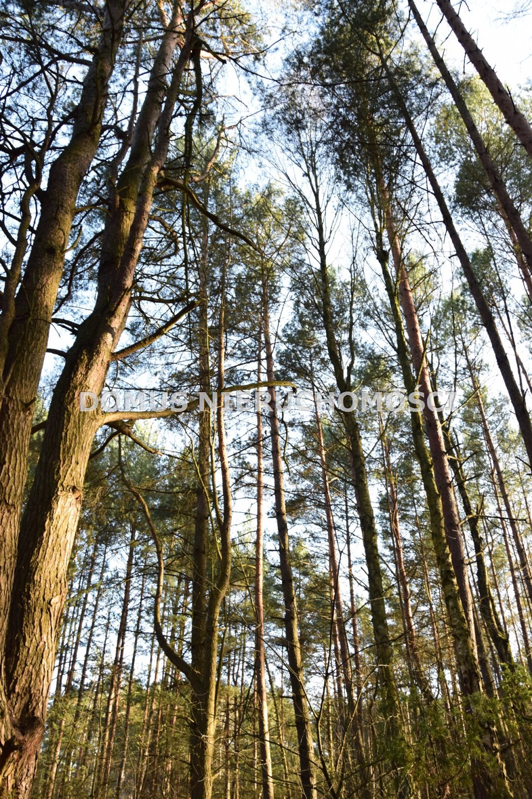 Działka budowlana na sprzedaż Inowłódz  12 578m2 Foto 2